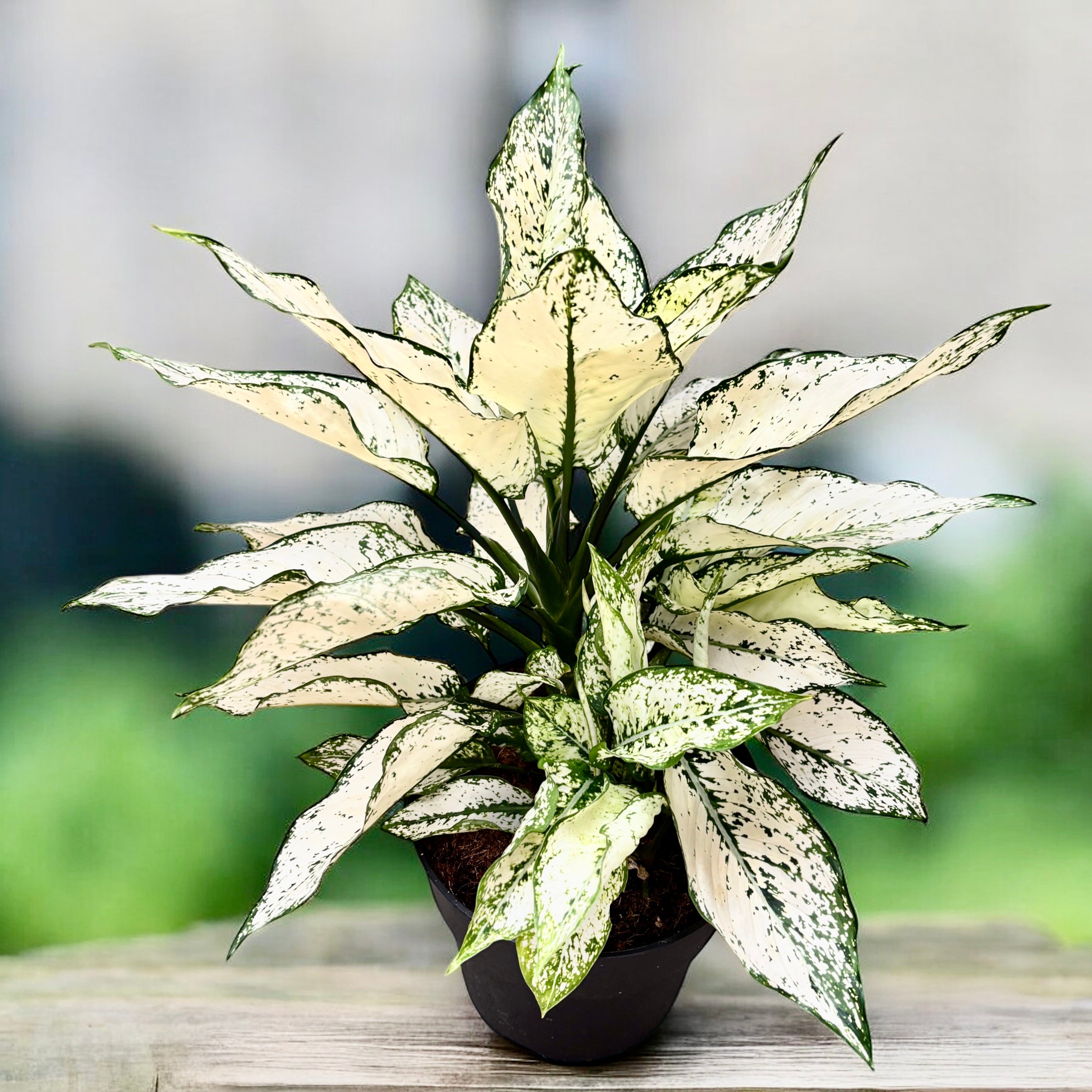 Aglaonema Super White - exemplare XL