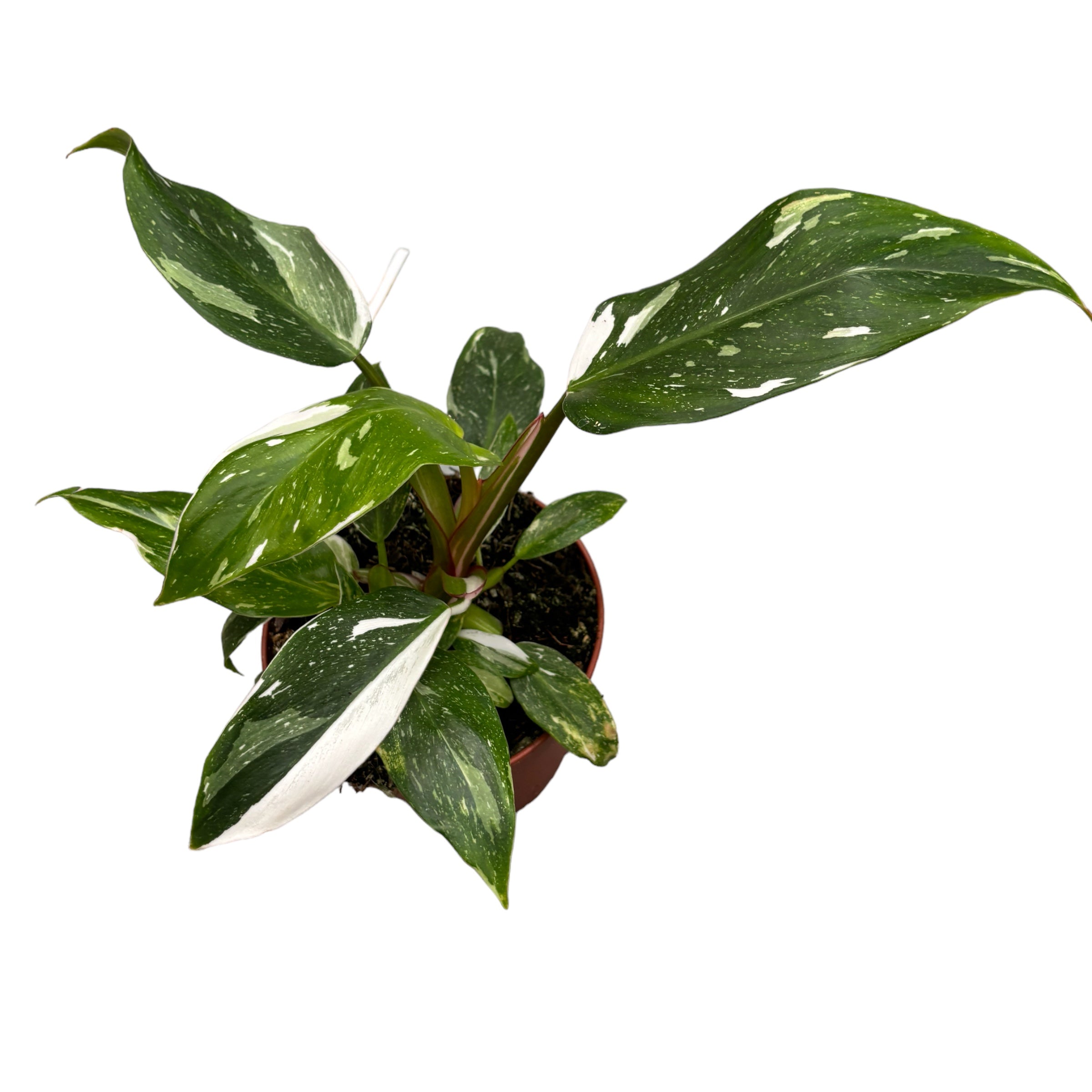 Philodendron erubescens 'White Princess' D12