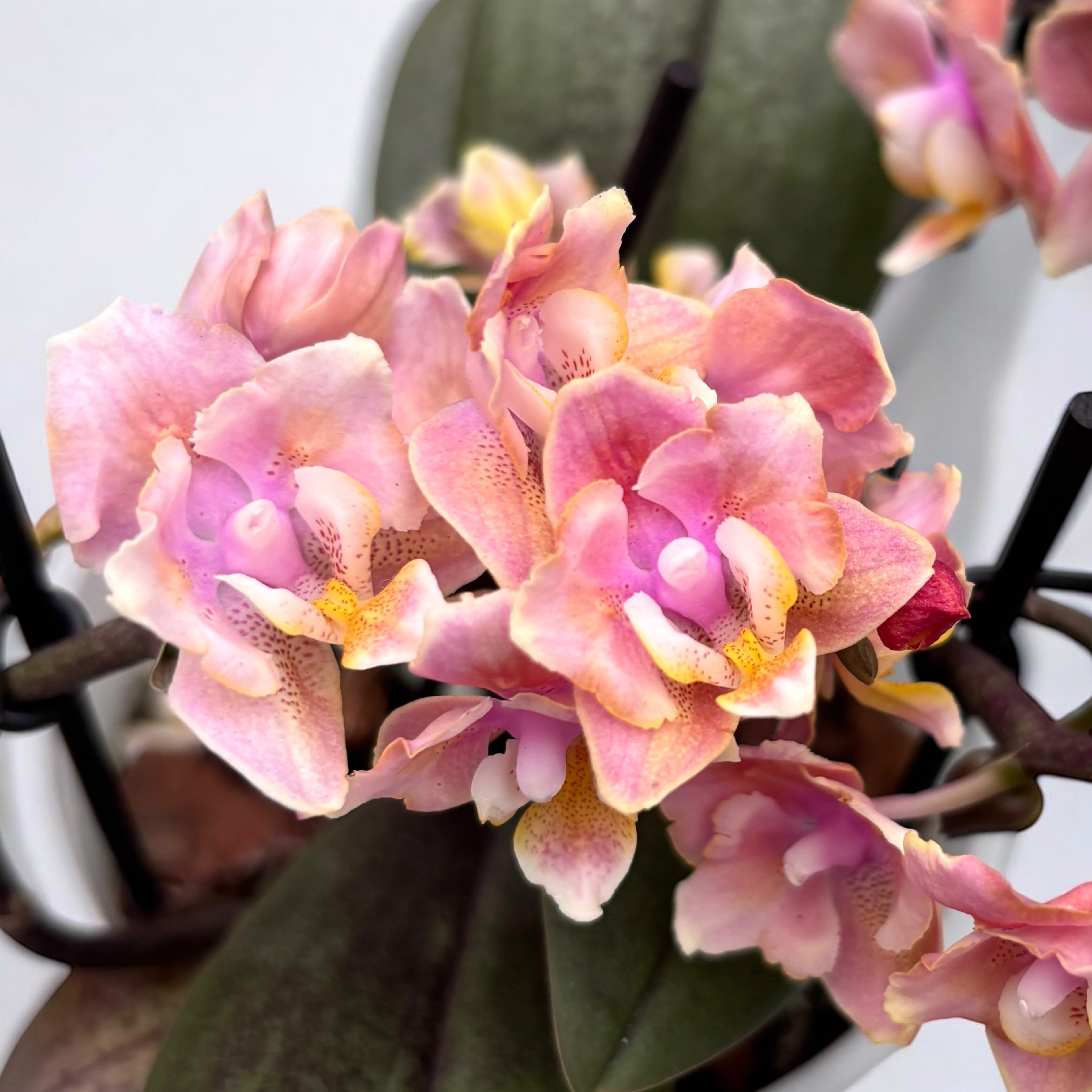 Phalaenopsis Aromio Carola - fleurs pelorées parfumées