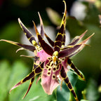 Miltassia (Bratonia) Shelob Tolkien Pink - flori parfumate