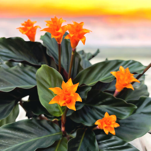 Calathea Crocata – Secret Garden Plant Shop