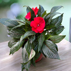 Impatiens New Guinea 'ColPow Fire' with vibrant red flowers and glossy dark green leaves in a decorative pot.