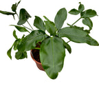 Philodendron goeldii 'Fun Bun' (Thaumatophyllum spruceanum) 2pp