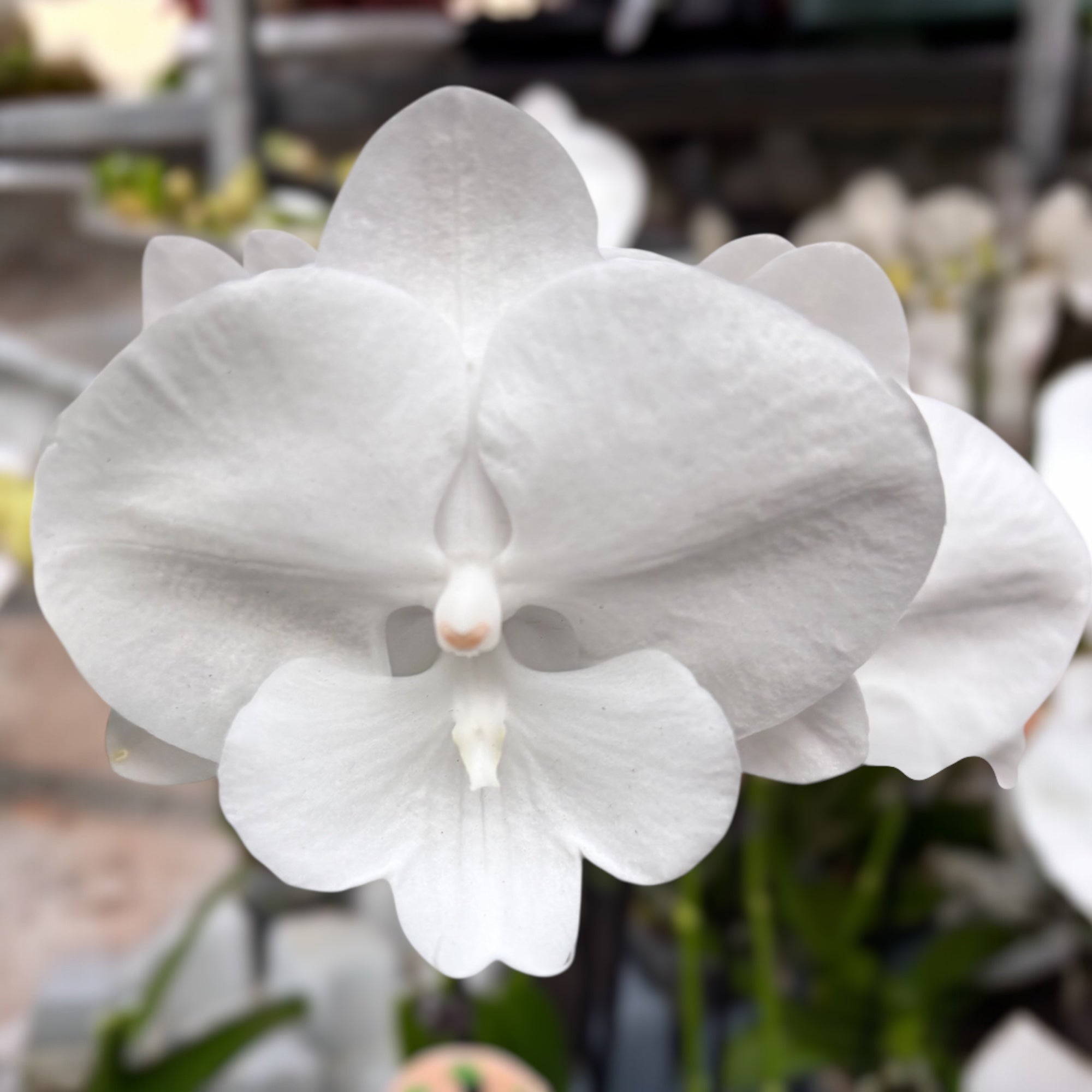 Phalaenopsis Charming Snow big lip