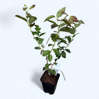 Čučoriedka s veľkými plodmi - Vaccinium corymbosum 'Chandler' D9