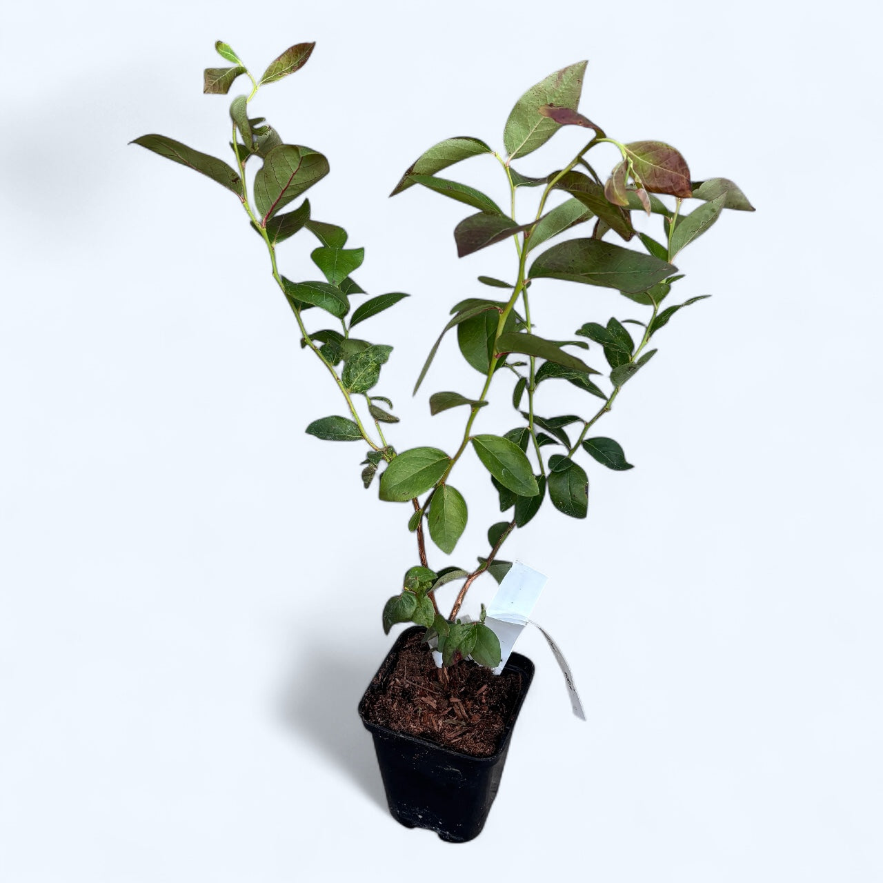 Afin cu fructe mari - Vaccinium corymbosum 'Chandler' D9