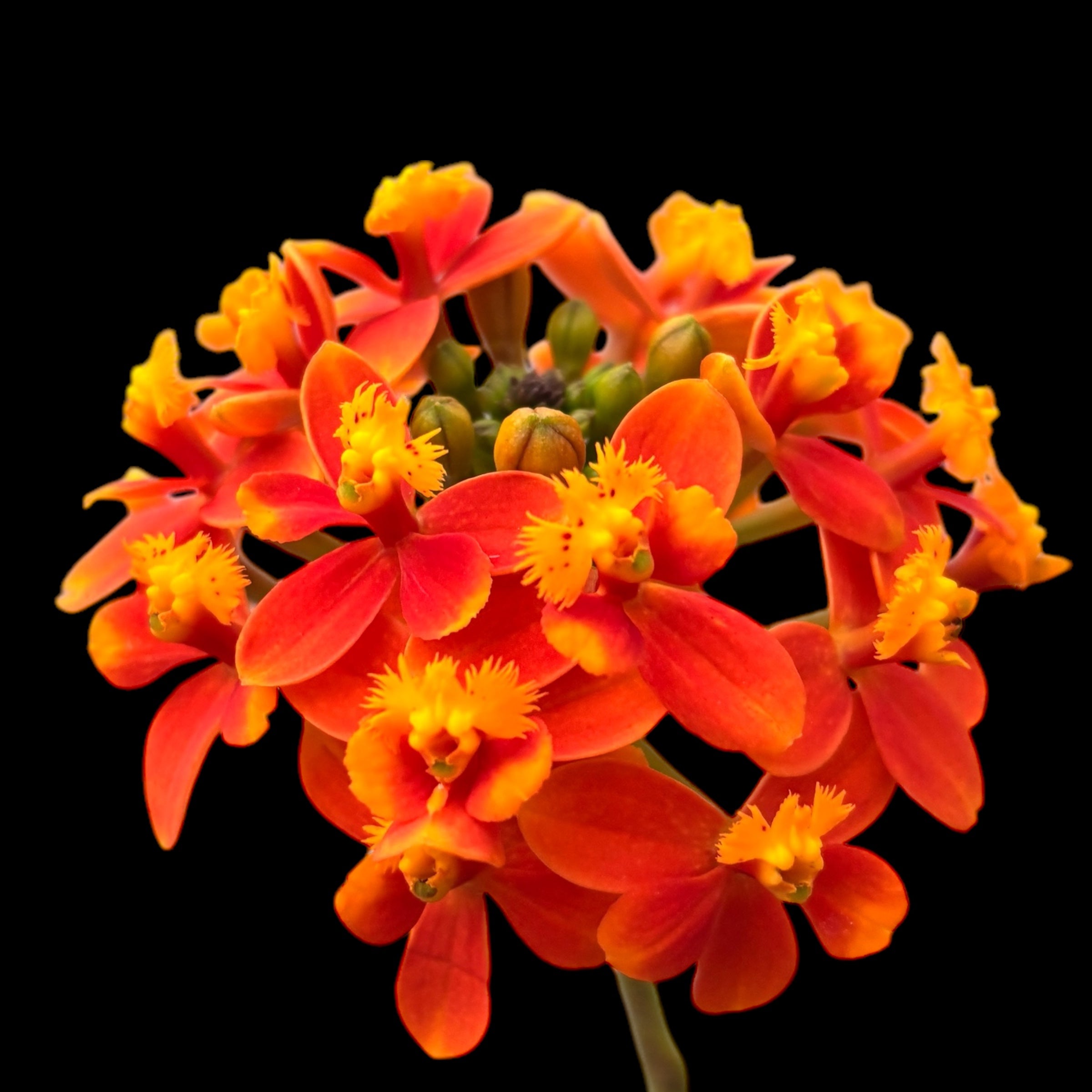 Epidendrum radicans #07 - exemplar unicat