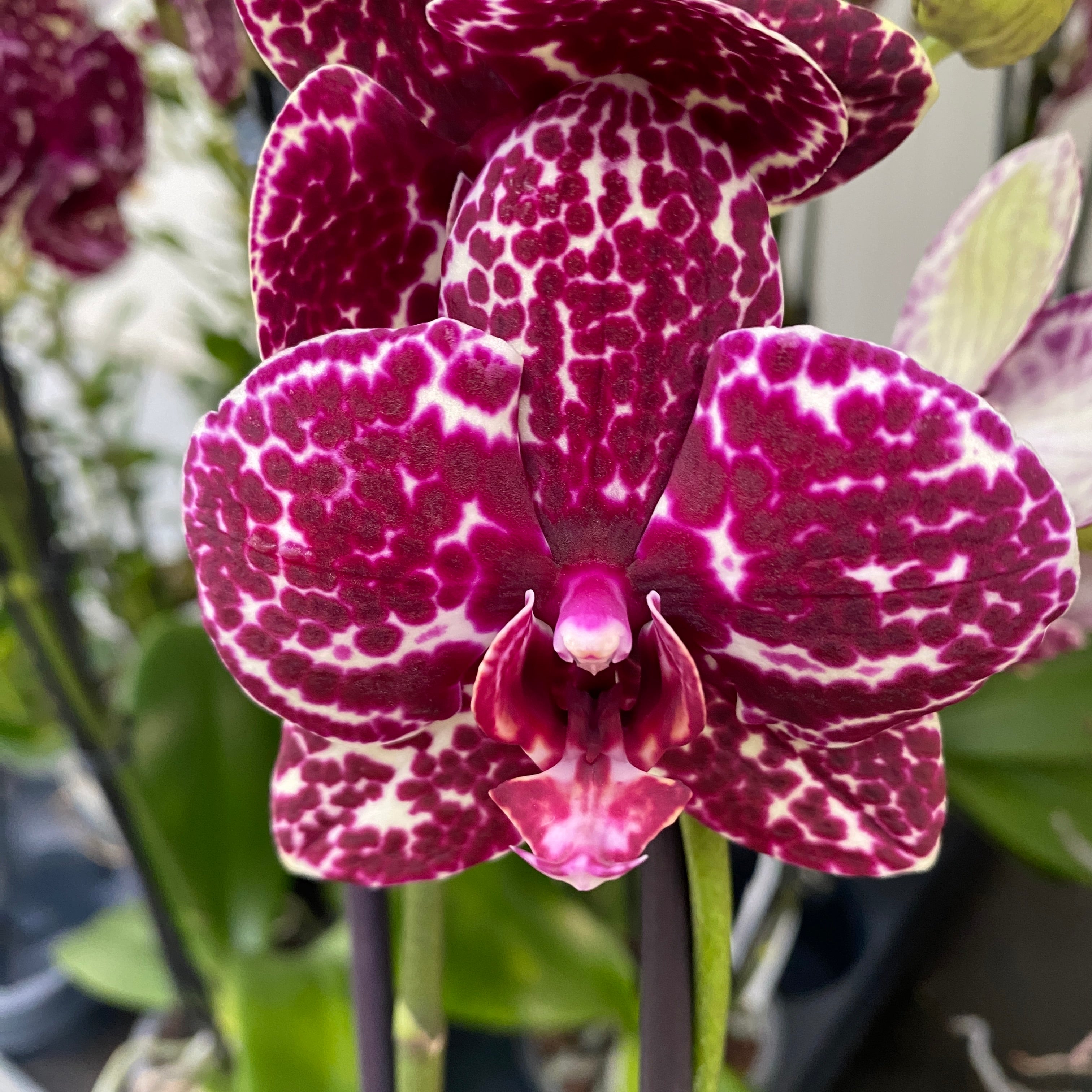 Phalaenopsis Lioulin Wild Cat