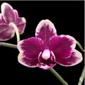 Phalaenopsis I-Hsin Black Soot 'Splash'