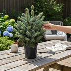 Brad argintiu in ghiveci - Picea pungens 'Super Blue' H60-70 cm