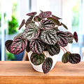 Peperomia 'Lucinda'