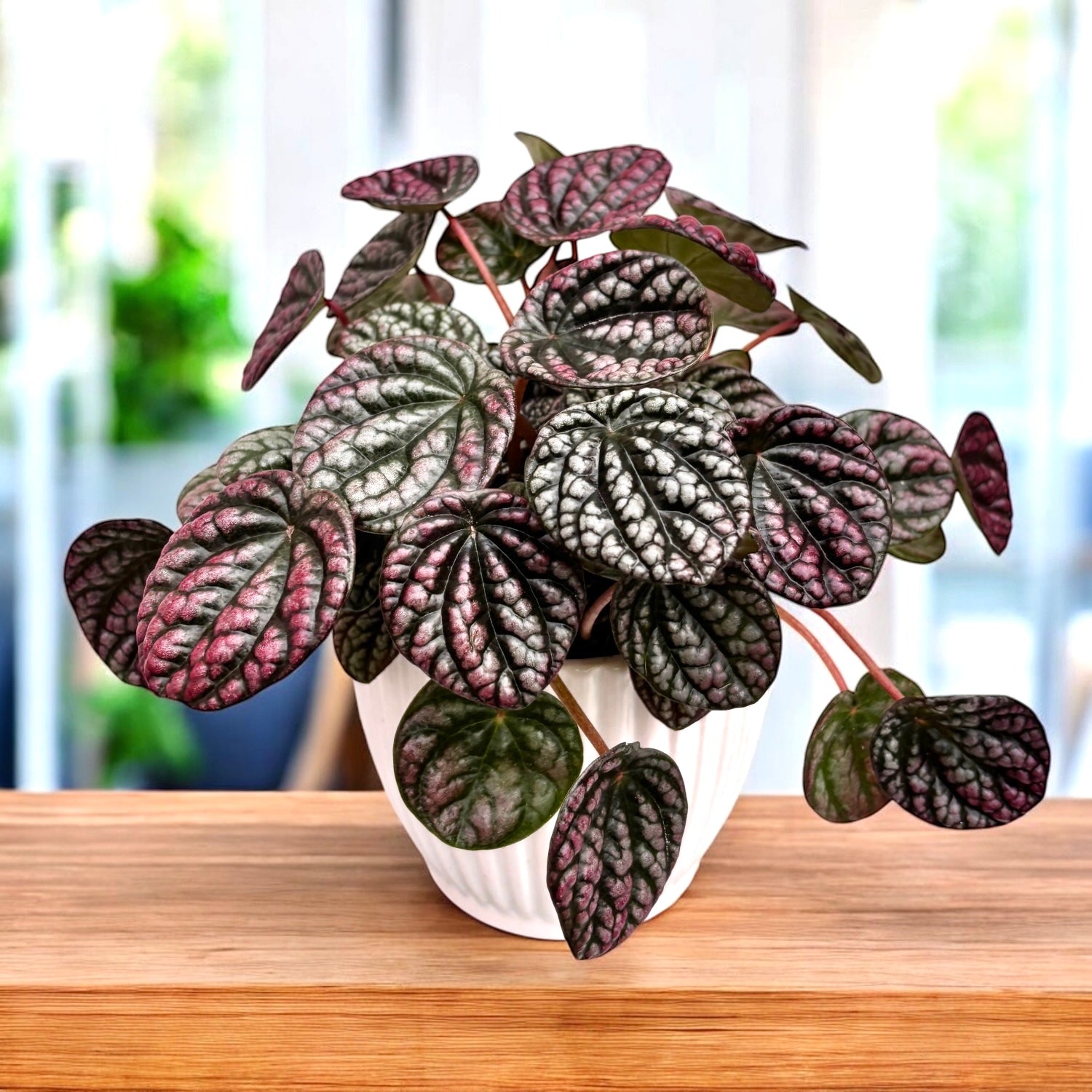 Peperomia 'Lucinda'