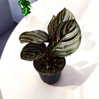 Calathea sanderiana * mlada biljka