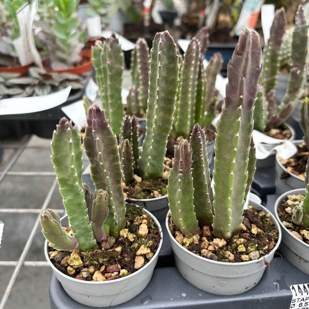 Stapelia Hirsuta (Το Αστέρι του Σερίφη)