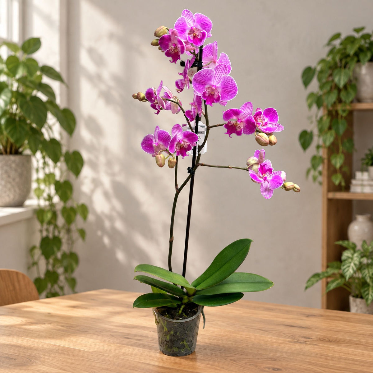 lmanion (Royal Smile) velika usna Phalaenopsis