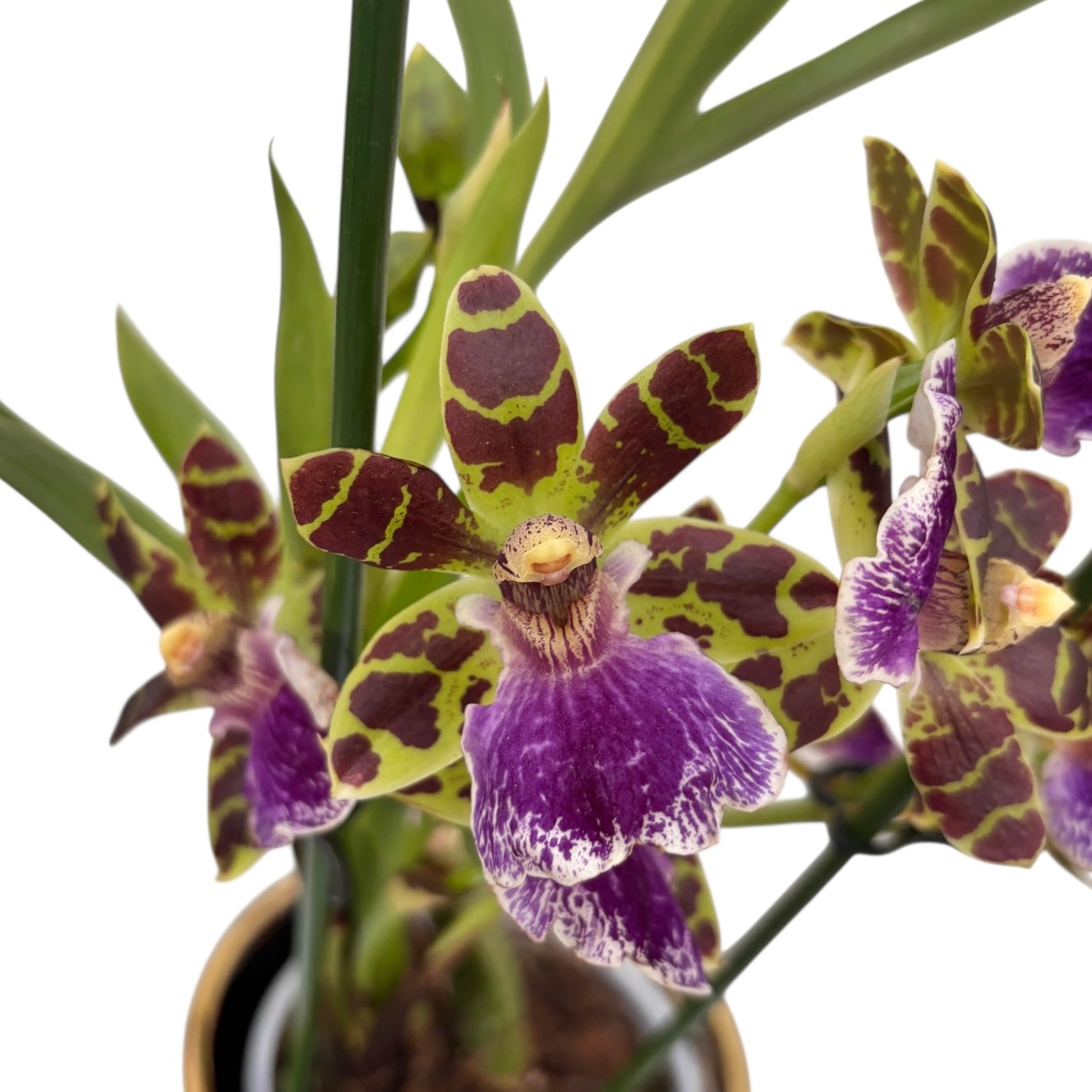Zygopetalum Sensation - fiori profumati