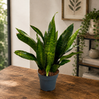 Sansevieria ‘Aubrytiana Nite Lite’