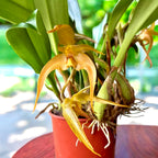 Bulbophyllum lobbii - exemplare dezvoltate