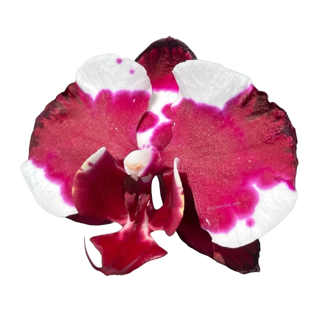 Phalaenopsis Fuller's Sunshine