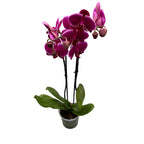 Phalaenopsis Anthura Pretoria