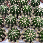 Echinopsis Eyriesii - kaktus s vonnými květy