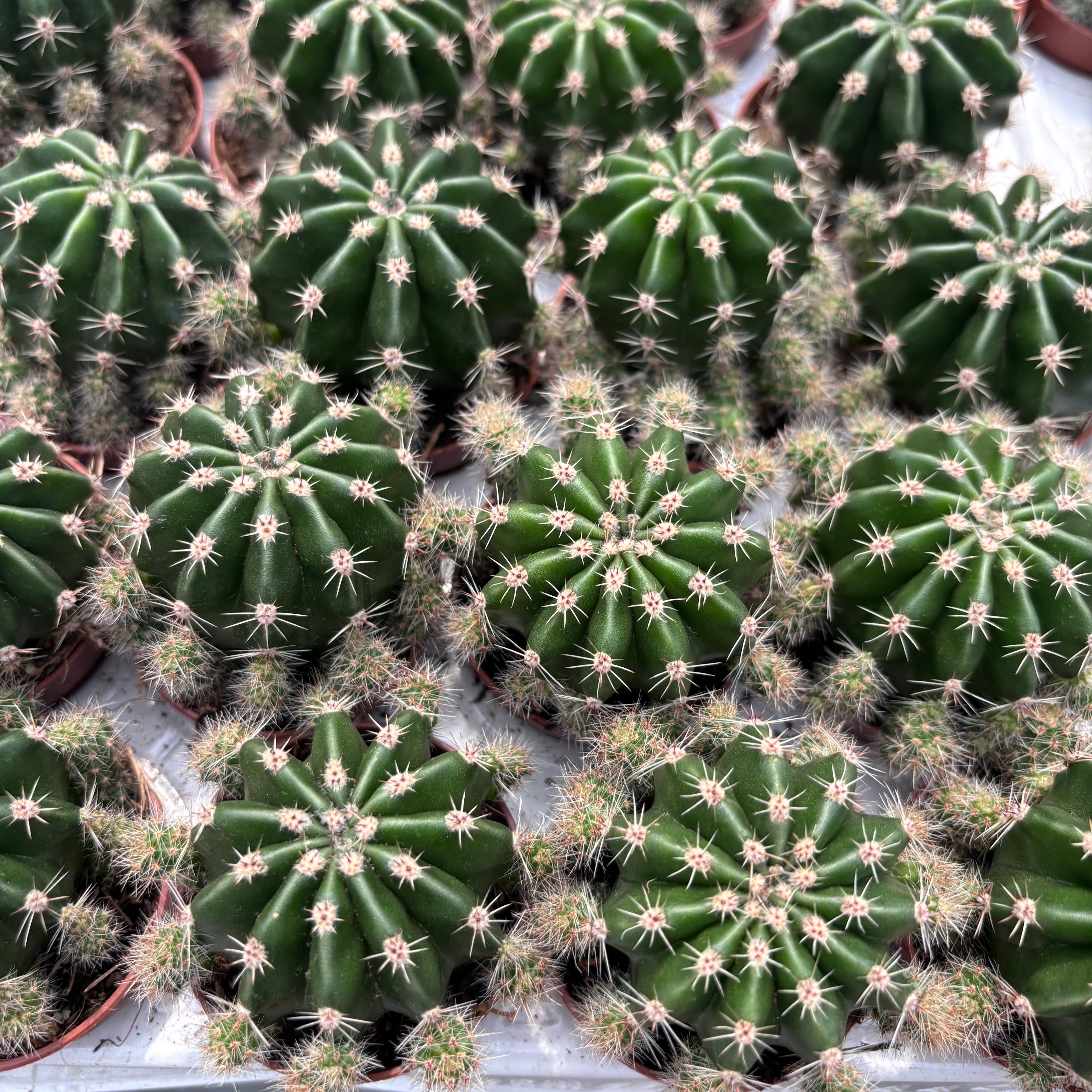 Echinopsis Eyriesii - kaktus s vonnými květy