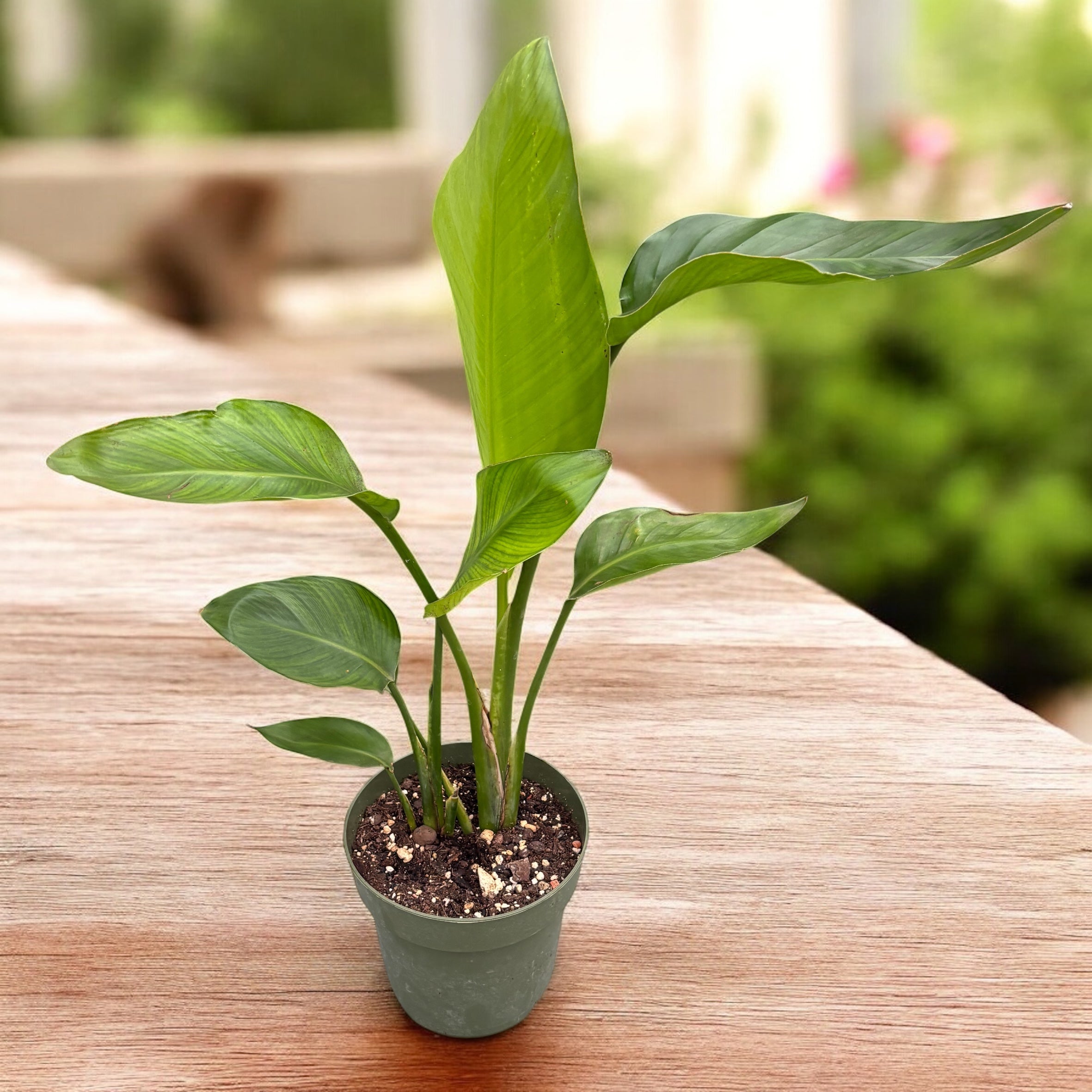 Strelitzia Nicolai (Pasarea Paradisului)