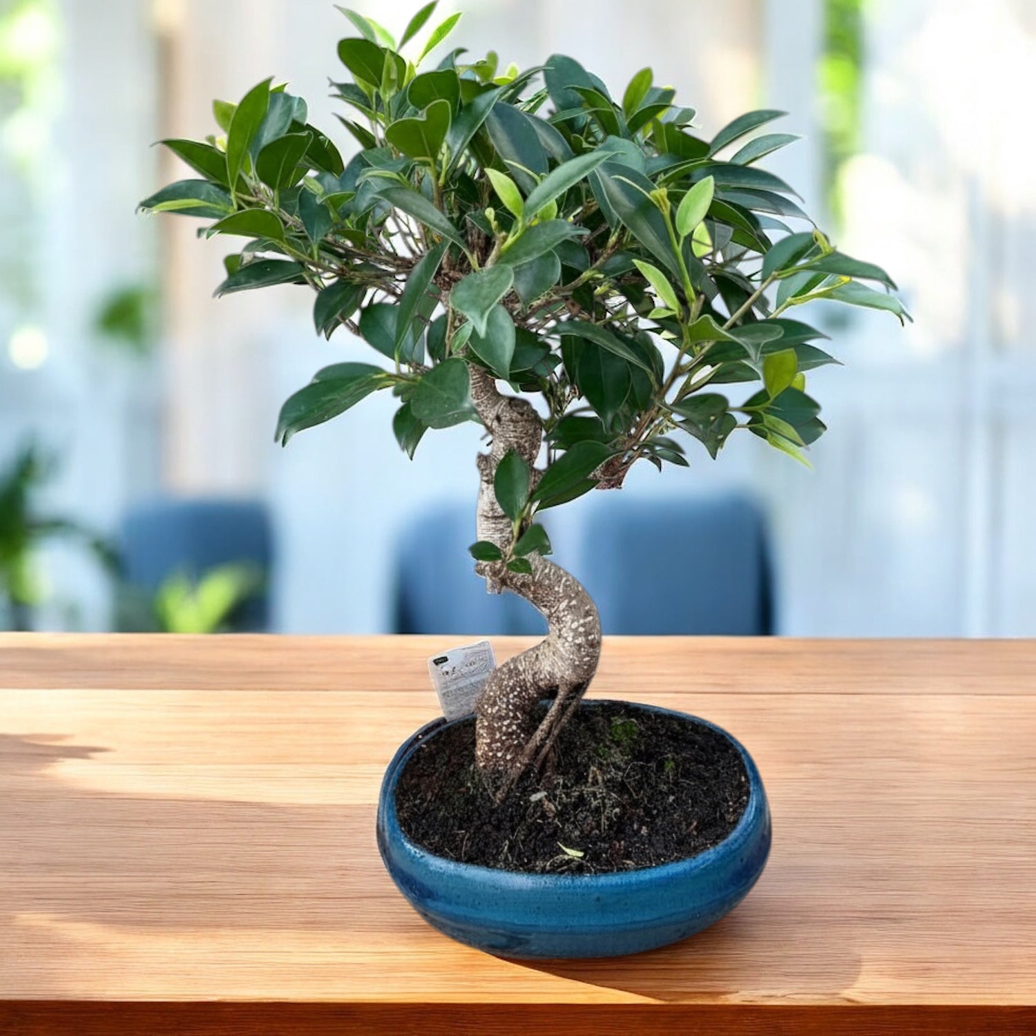 Bonsai Ficus Retusa XL (forma S)