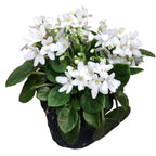 Saintpaulia Mini Bijela - posebne ljubičice