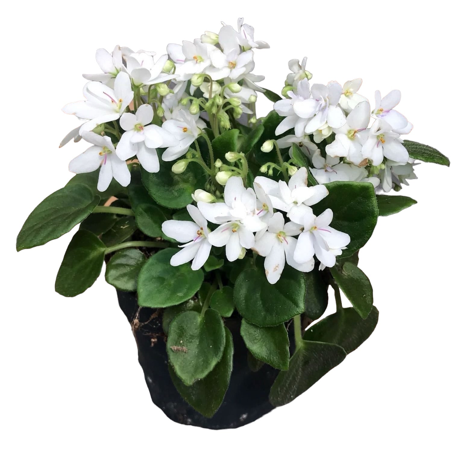 Saintpaulia Mini White  - violete speciale