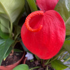 Anthurium Scherzerianum Christine D14