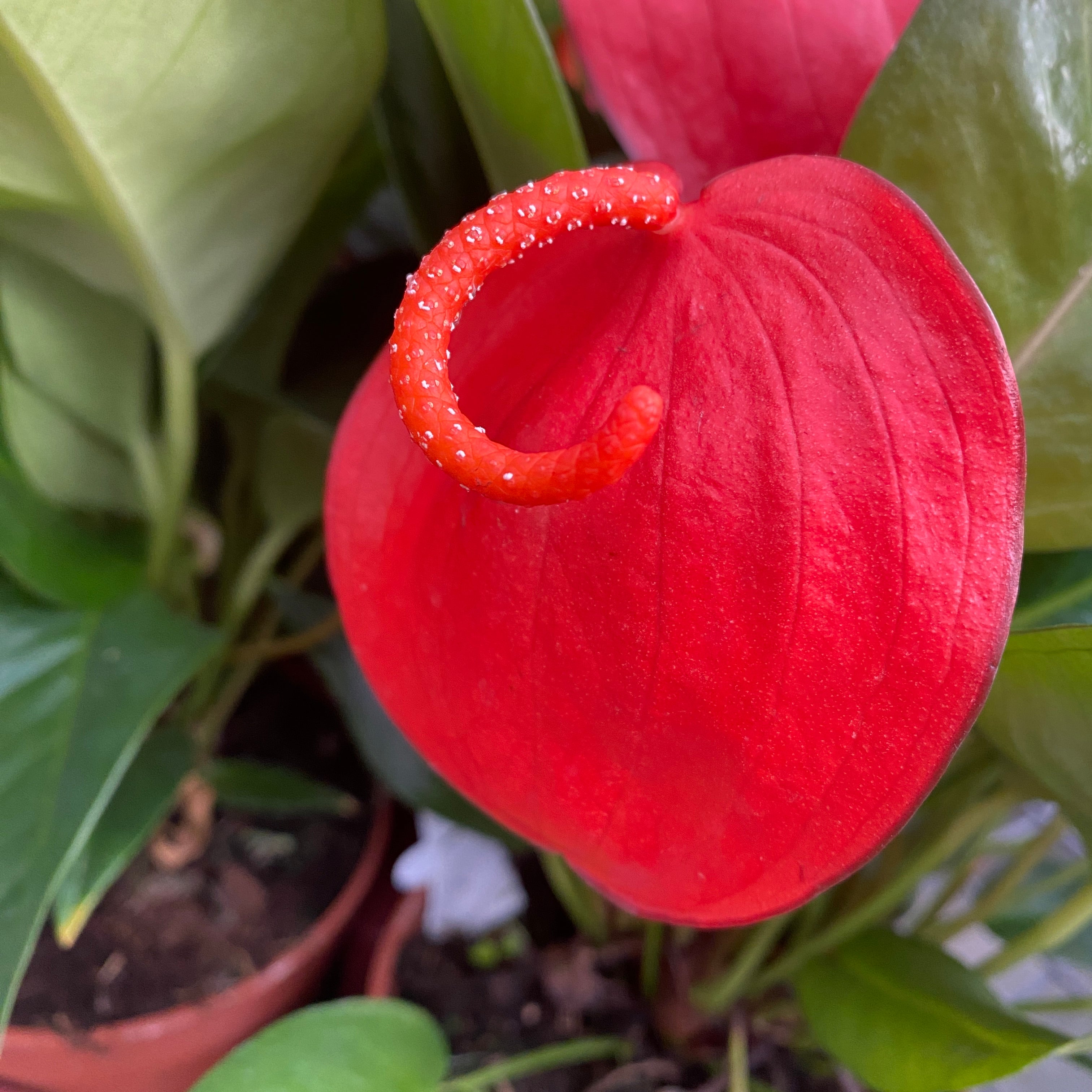 Anthurium Scherzerianum Christine D14