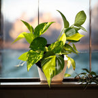 Epipremnum mix -3 varietati/ghiveci