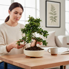 Bonsai Carmona forma S