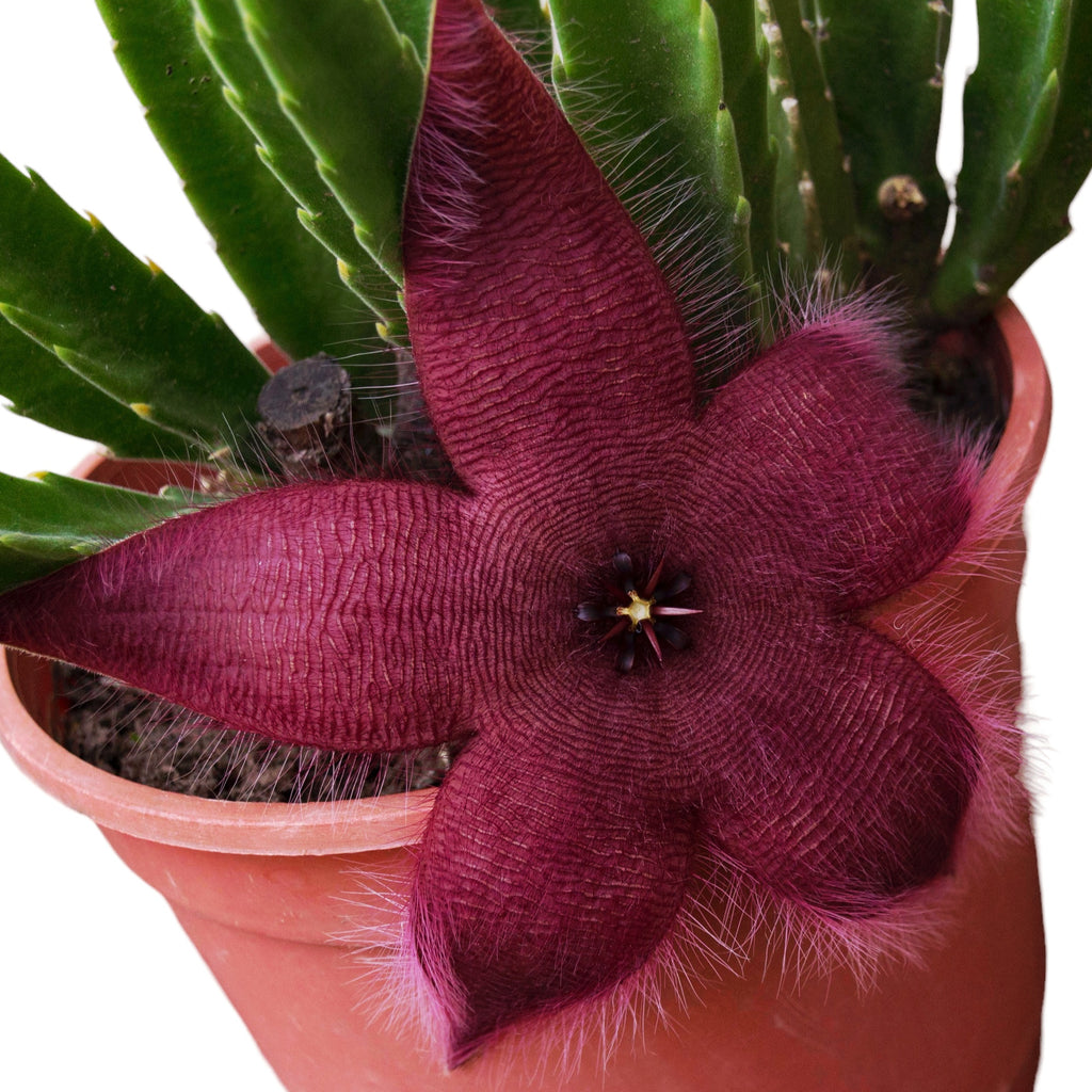 Stapelia Hirsuta (Το Αστέρι του Σερίφη)