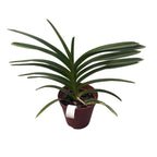 Pda. Mimi Palmer (Pda. Tan Chay Yan × V. tessellata) parfumata