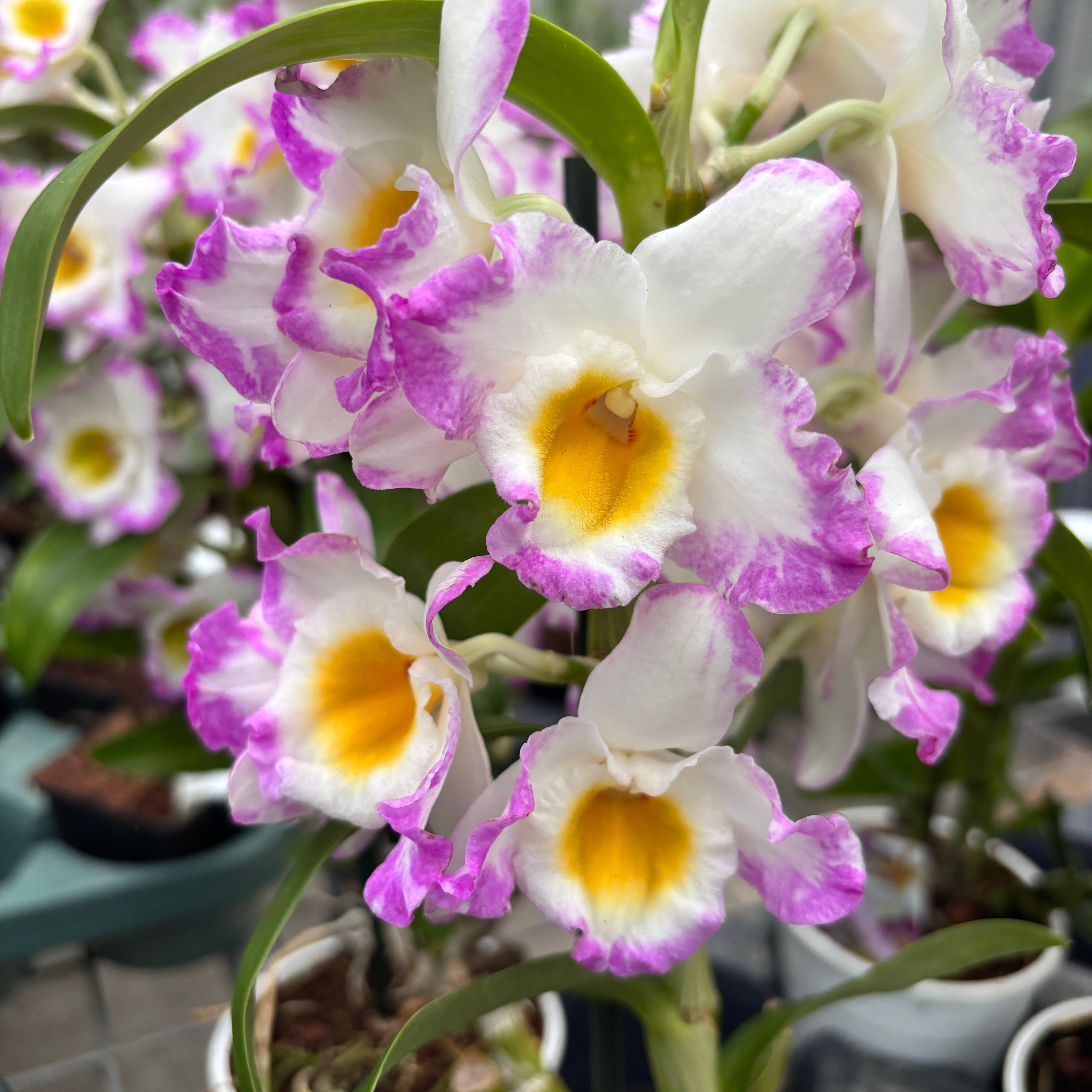 Dendrobium Angel Moon (variation)