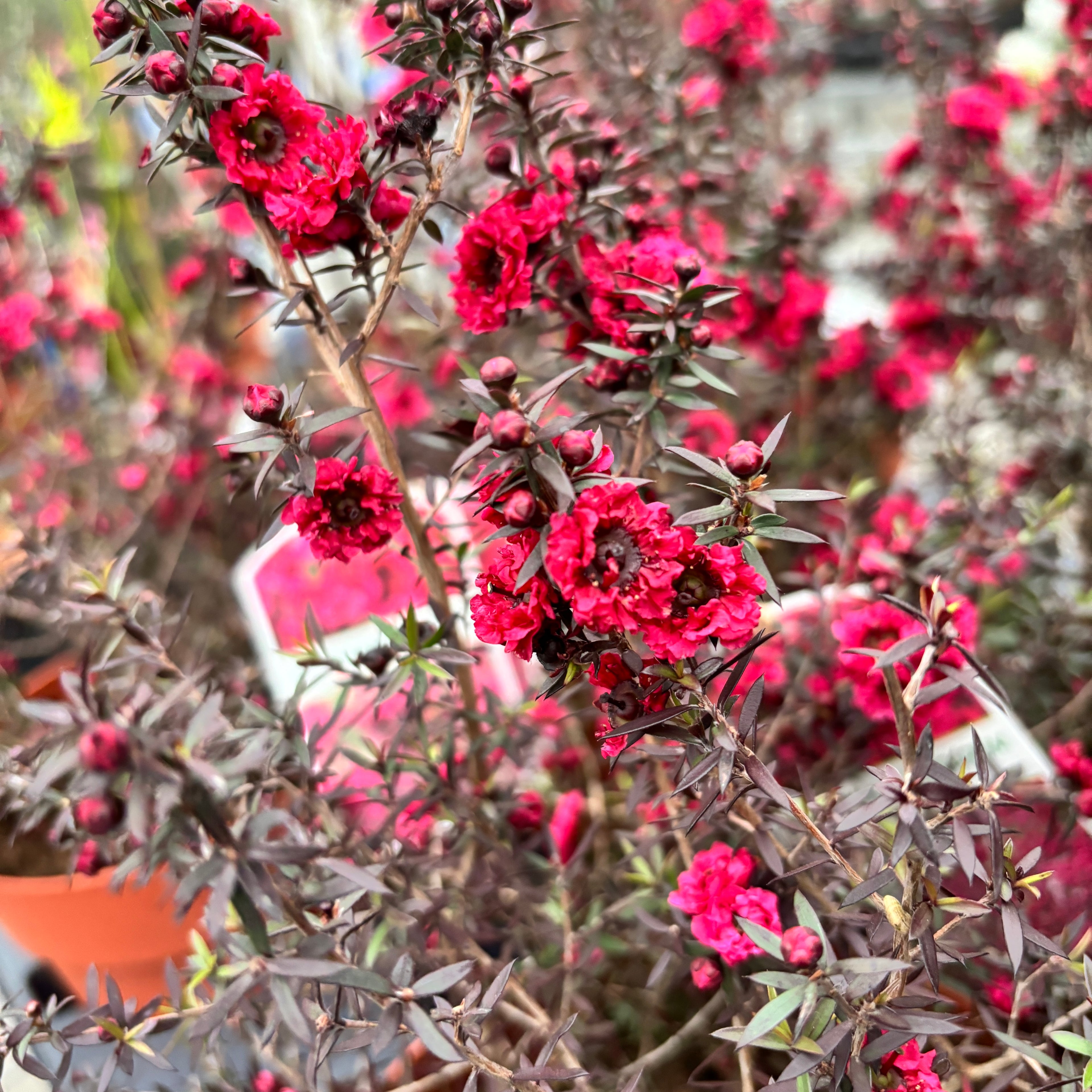 Leptospermum scoparium 'Red Damask' (Albero del tè, Manuka) - fiori doppi rossi