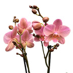 Phalaenopsis Treviso (2 plante/ghiveci)
