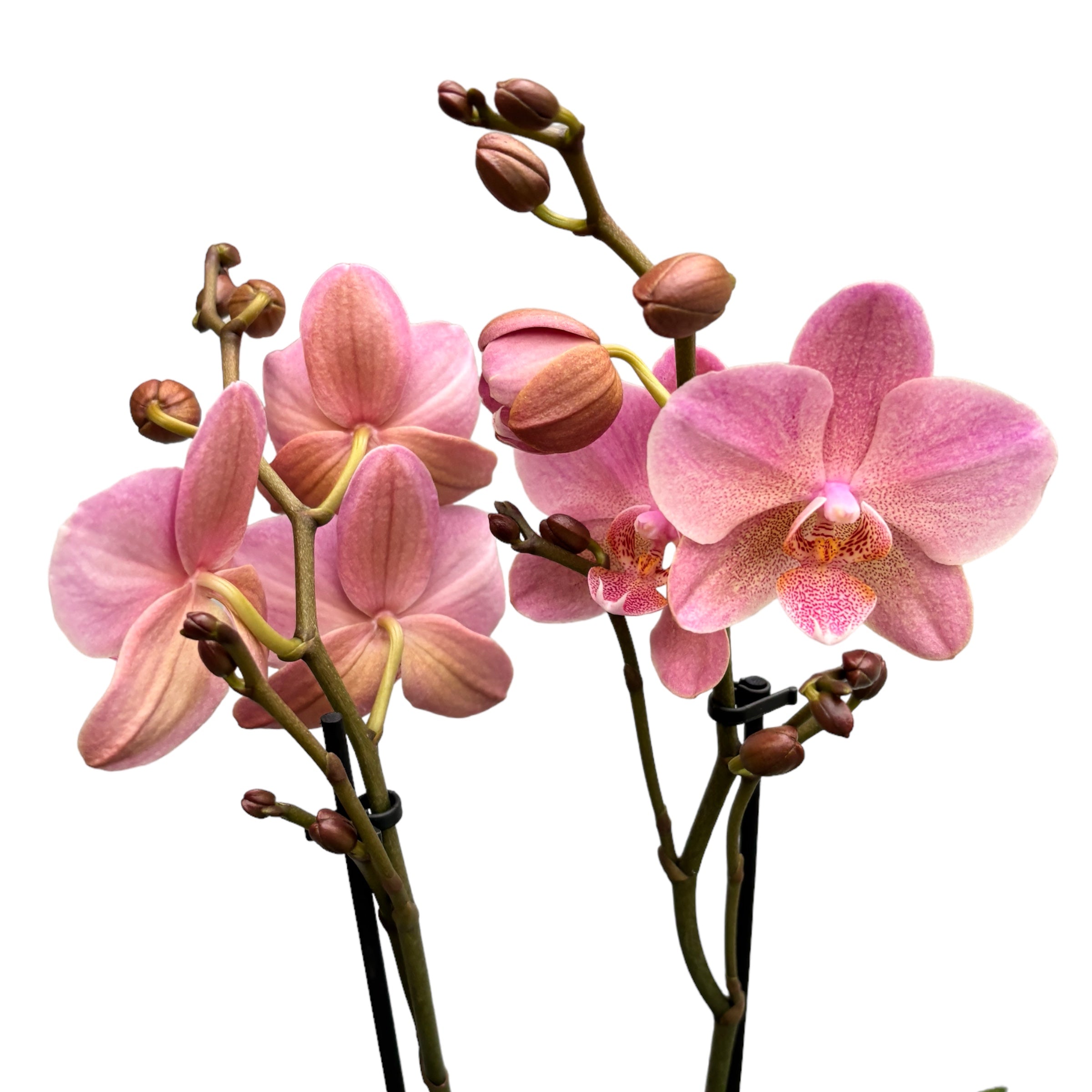 Phalaenopsis Treviso (2 Pflanzen/Topf)