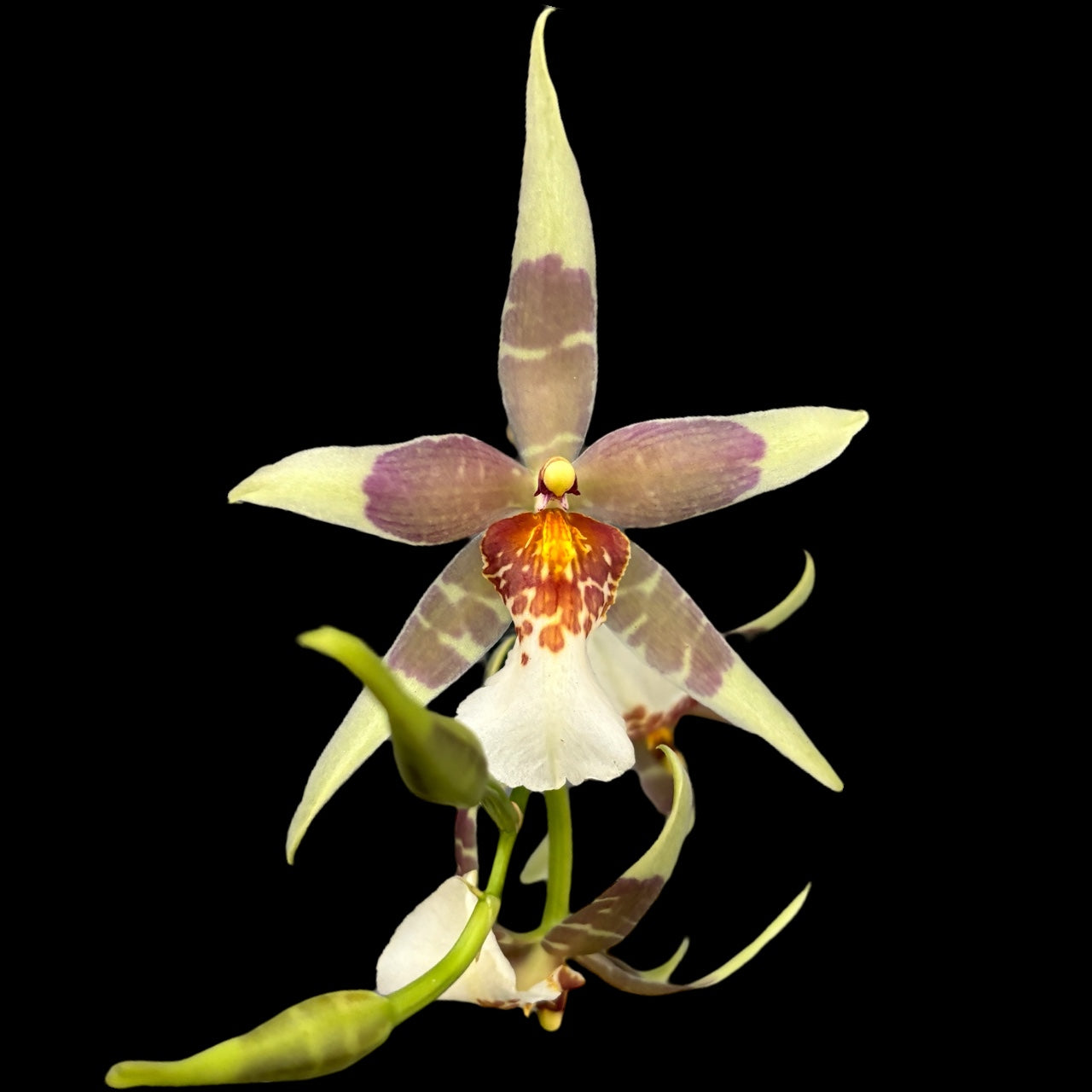 Aliceara (Beallara) mov - flori parfumate