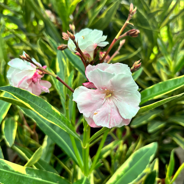 Leandru mit gefüllten rosa Blüten und bunten Blättern – XL-Exemplare