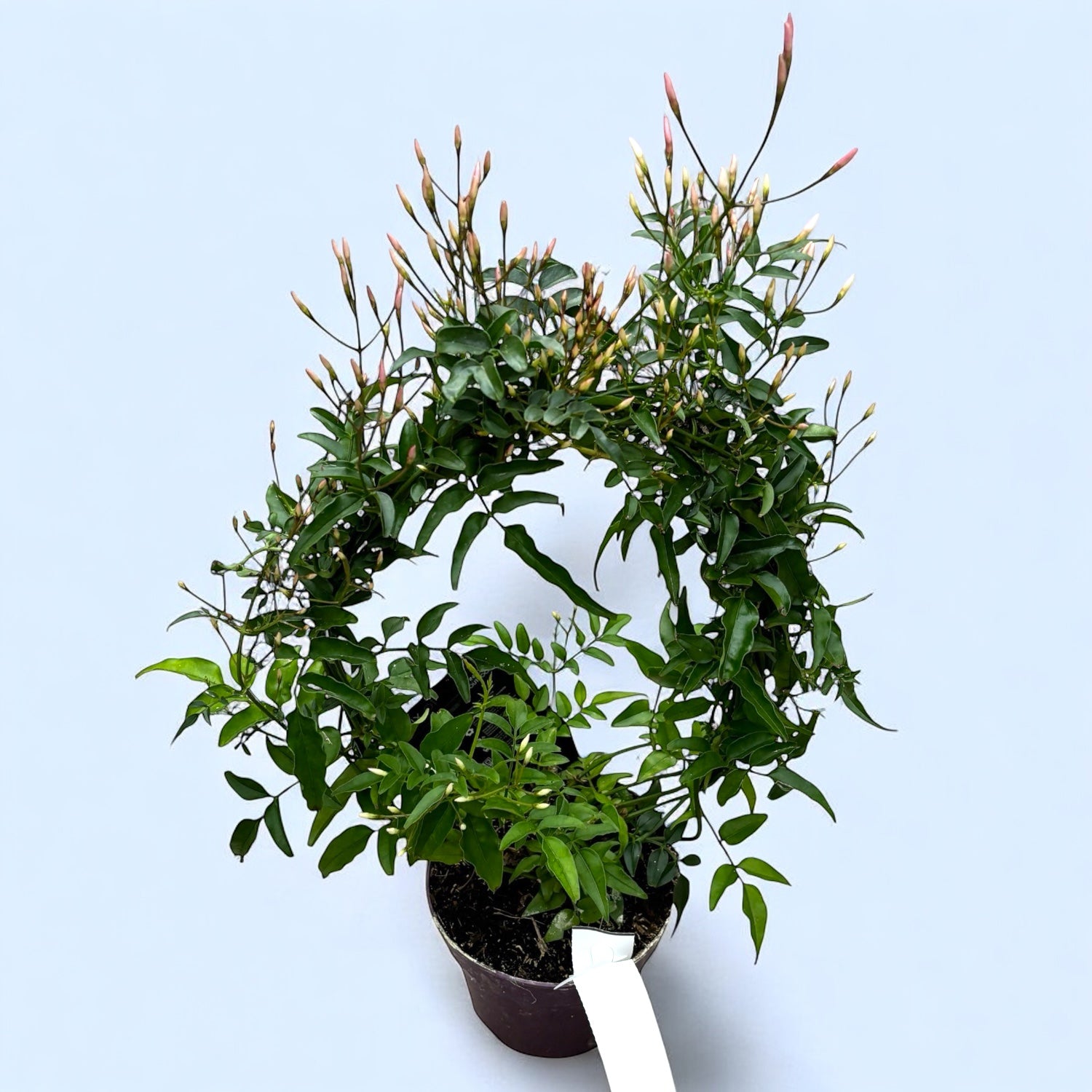 Jasminum polyanthum 'Pink' (китайски жасмин - интензивно ароматни цветя)