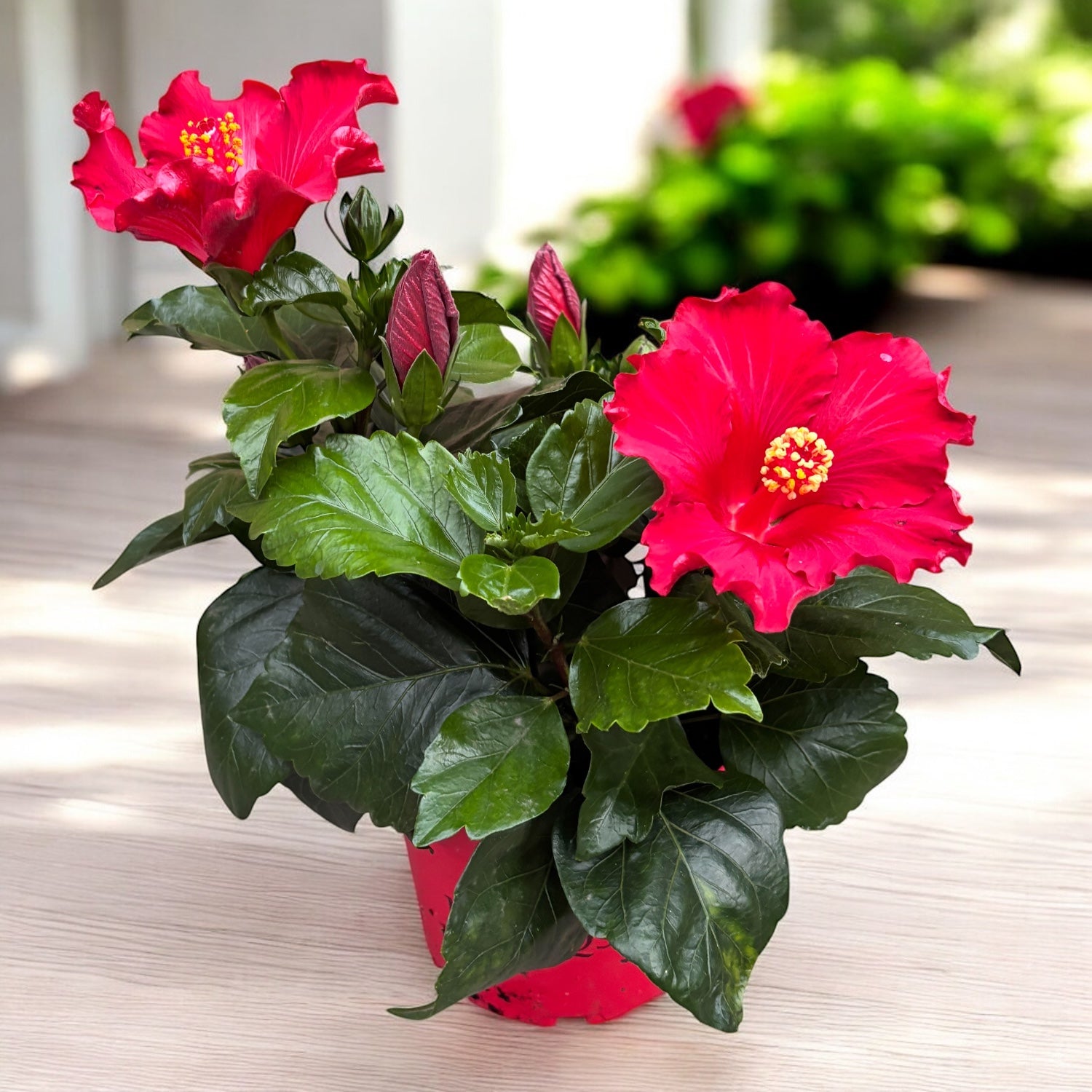 Hibiscus 'Eos'- trandafir japonez rosu – Secret Garden Plant Shop