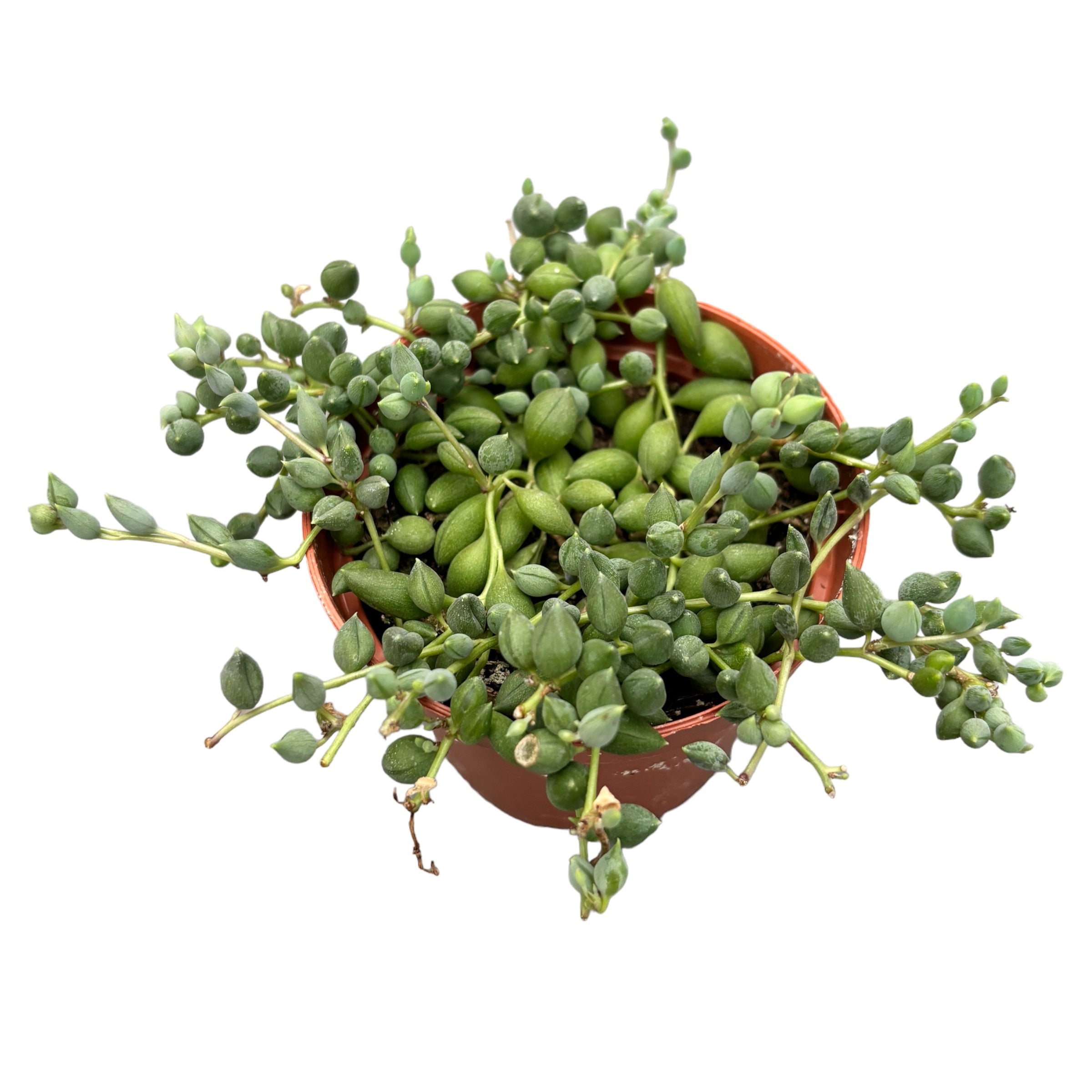 Senecio Herreianus (Planta mazare, Sirag de margele)