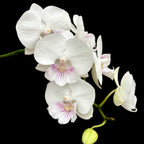 Phalaenopsis SOGO '5545' (Big Lip)