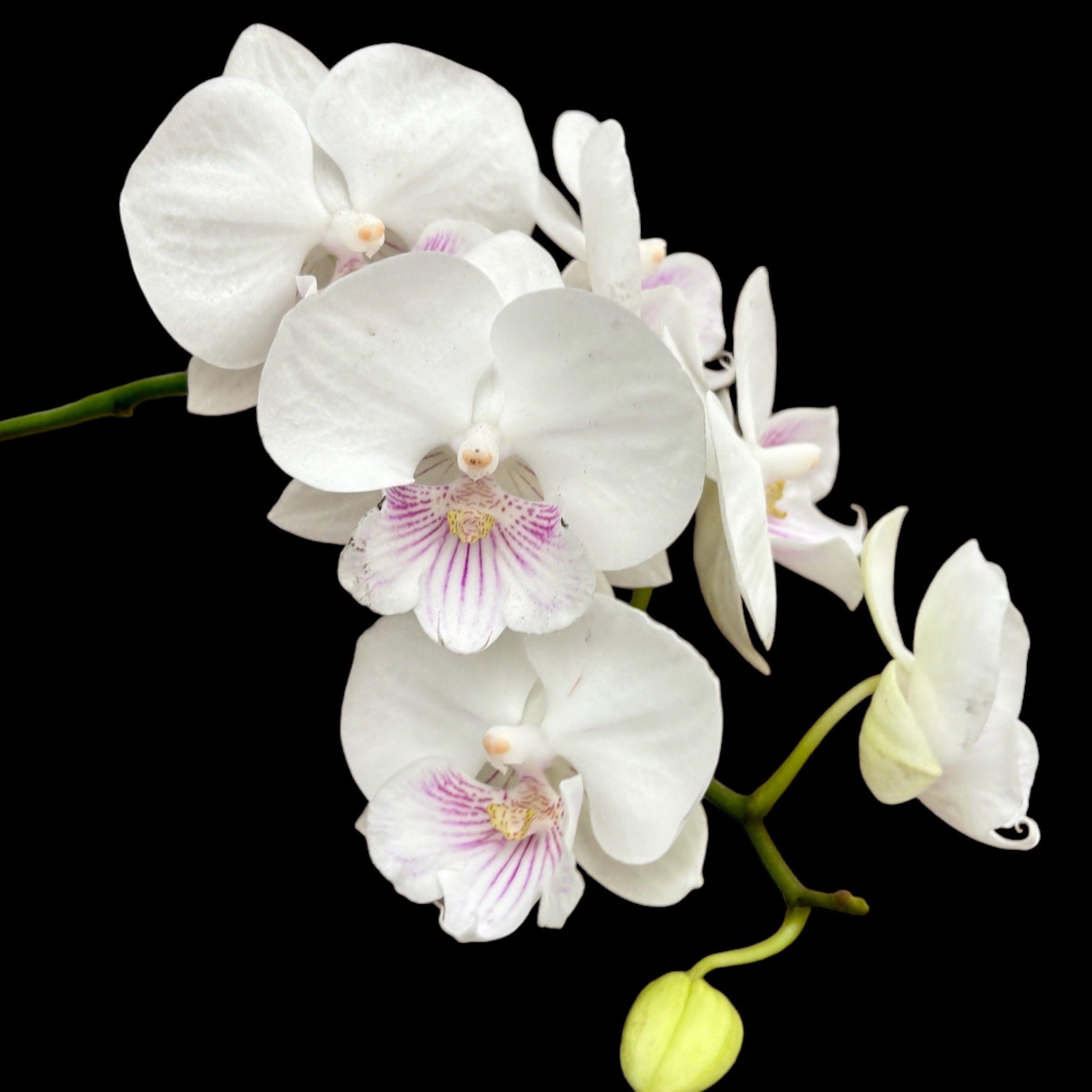Phalaenopsis SOGO '5545' (Big Lip)