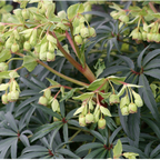 Helleborus foetidus – hellébore fétide, fleur décorative et résistante