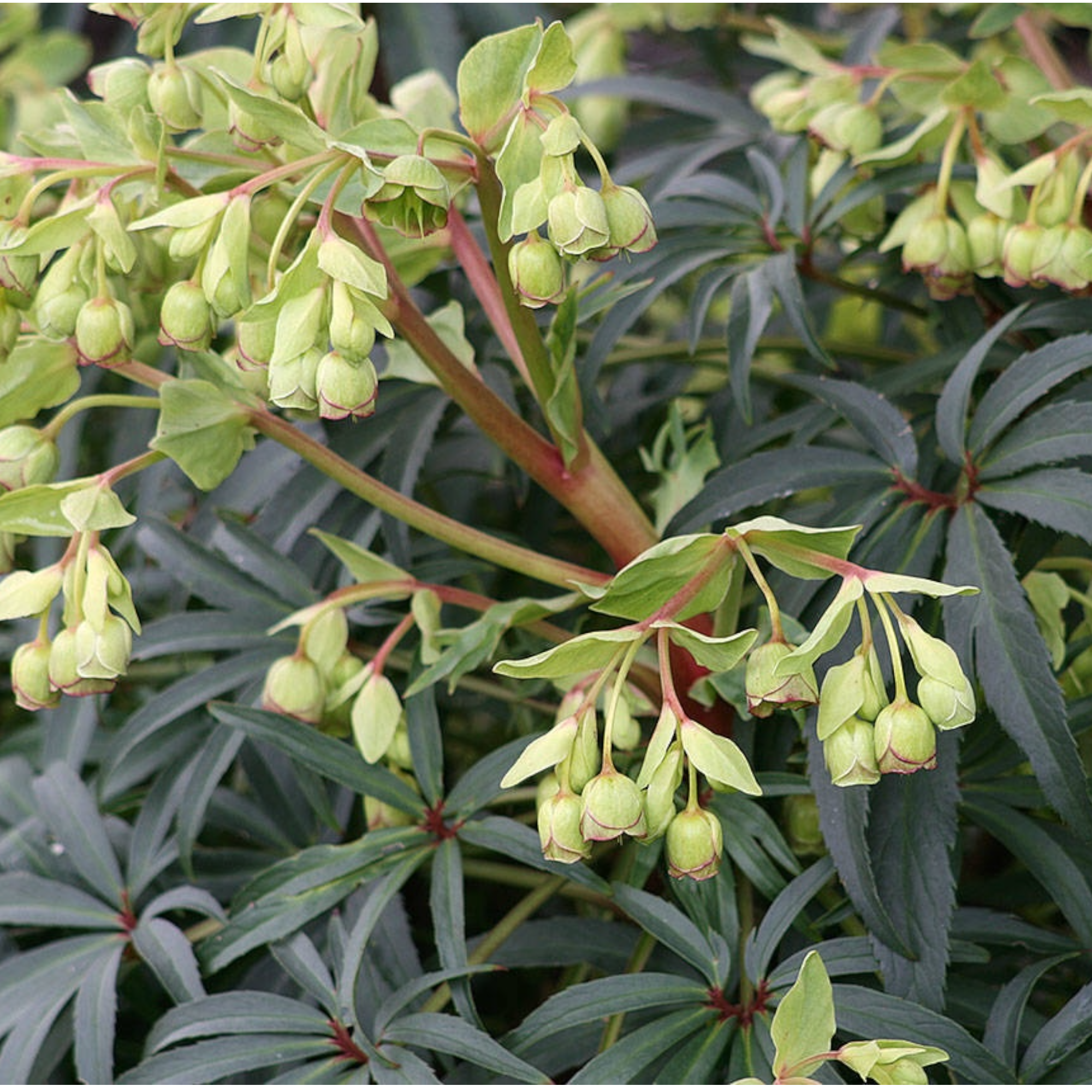 Helleborus foetidus – spanzul de iarna, floare decorativa si rezistenta