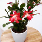 Schlumbergera portocalie (Craciunita) 2pp